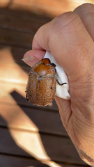 Anoplognathus velutinus