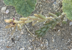 Portulaca californica