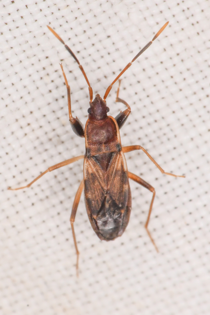 Togodolentus wrighti