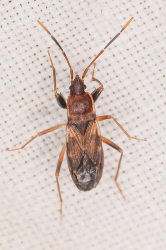 Togodolentus wrighti