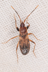 Togodolentus wrighti