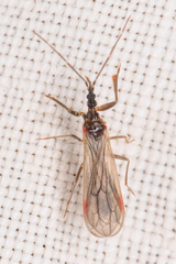 Hymenocoris
