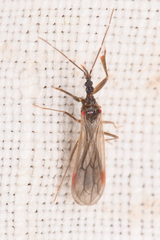 Hymenocoris