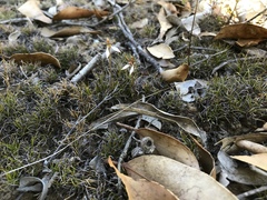 Eriochilus collinus collinus