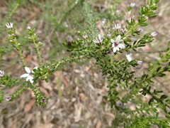 Olearia minor