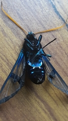 Nyridela