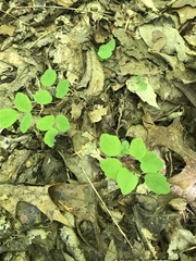Thalictrum thalictroides