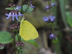 Eurema mandarina