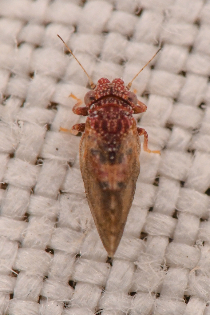 Nyctiphalerus rugipennis