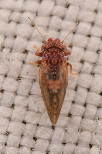 Nyctiphalerus rugipennis