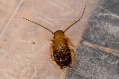 Parcoblatta americana