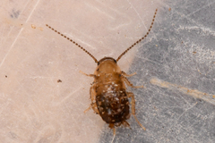 Parcoblatta americana