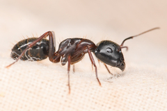 Camponotus dumetorum