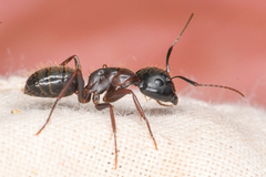 Camponotus dumetorum
