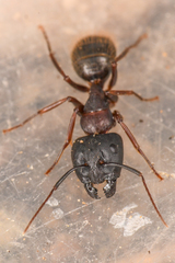 Camponotus dumetorum