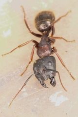 Camponotus dumetorum