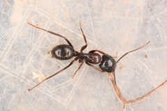 Camponotus dumetorum