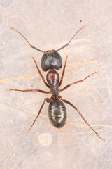 Camponotus dumetorum