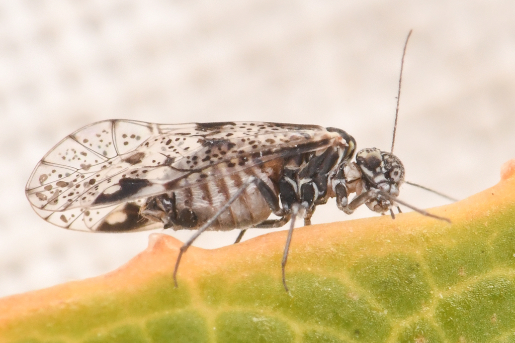 Loensia conspersa