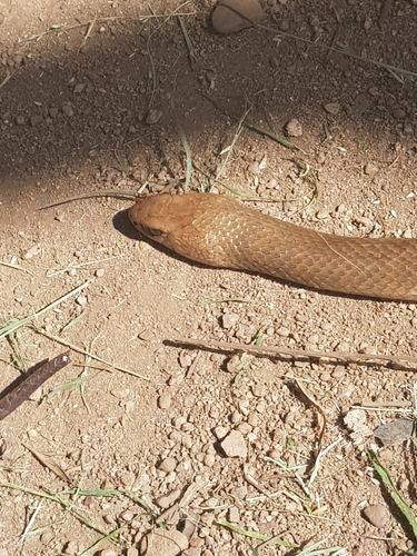 Eastern Brown Snake sighting