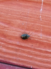 Ditomotarsus punctiventris