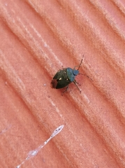 Ditomotarsus punctiventris