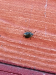 Ditomotarsus punctiventris