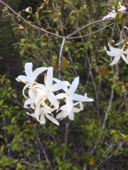 Ancylobothrys