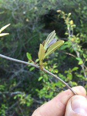 Ancylobothrys