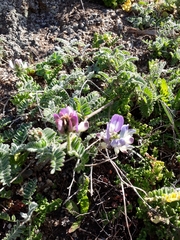 Astragalus amatus