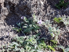 Astragalus amatus