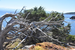 Juniperus maritima