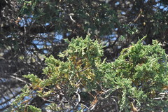 Juniperus maritima