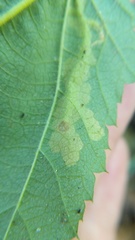 Coptotriche splendida