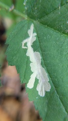 Coptotriche splendida