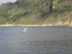 Megaptera novaeangliae australis