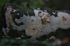 Radulomyces confluens