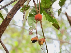 Cupaniopsis newmanii