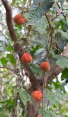 Cupaniopsis newmanii