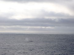 Megaptera novaeangliae australis