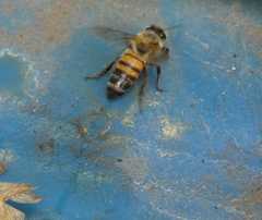 Apis mellifera