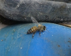 Apis mellifera