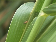 Drosophila quadrilineata