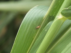 Drosophila quadrilineata