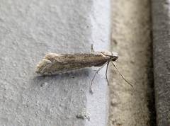 Deuterotinea casanella