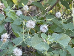 Brickellia peninsularis