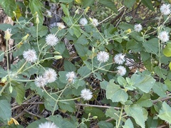 Brickellia peninsularis