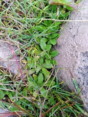 Myosotis rehsteineri