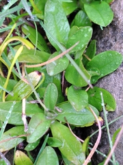 Myosotis rehsteineri
