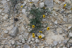 Sanvitalia fruticosa